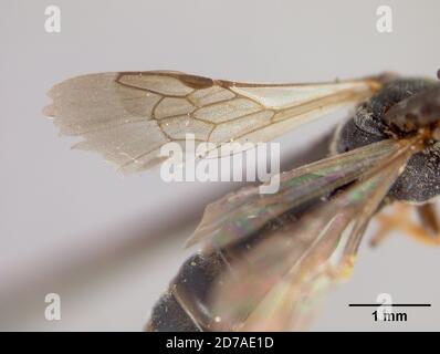 Pinned, Zamorano, Francisco Morazan, Honduras, Heterosarus aureifrons Cockerell, 1949, Animalia, Arthropoda, Insecta, Hymenoptera, Andrenidae Foto Stock