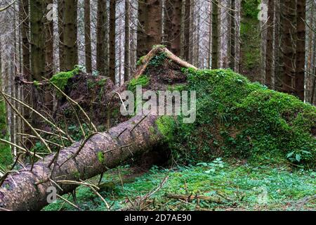 Abete rosso sradicato e caduto a terra in foresta di conifere. Altopiano del Cansiglio. Veneto. Italia. Europa. Foto Stock