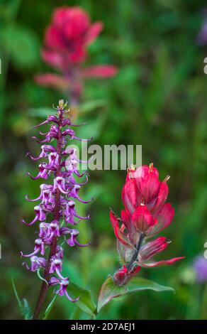 Elefanthead Lousewart (Pedicularis groenlandica) & Paintbrush Rosso Indiano, Montagne Rocciose, CO, USA, di Bruce Montagne/Dembinsky Photo Assoc Foto Stock