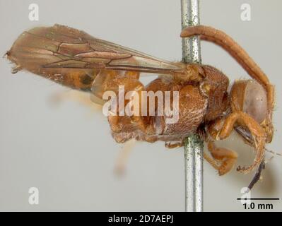 Pinned, Santa Cruz Mountains, California, Stati Uniti, Nomada (Nomada) rhodosoma Cockerell, 1903, Animalia, Arthropoda, Insecta, Hymenoptera, Apidi Foto Stock