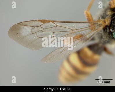 Pinned, California, Stati Uniti, Nomada (Nomada) subangosta Cockerell, 1903, Animalia, Arthropoda, Insecta, Hymenoptera, Apidi Foto Stock