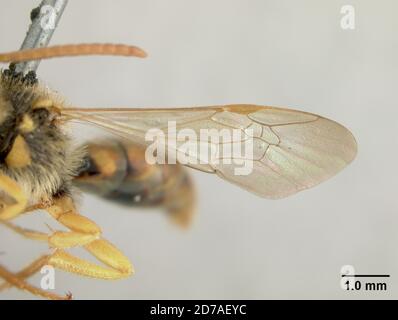 Pinned, Los Angeles, California, Stati Uniti, Nomada (Xanthidium) subsimilis Cockerell, 1903, Animalia, Arthropoda, Insecta, Hymenoptera, Apidi Foto Stock