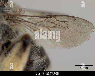 Pinned, Zamorano, Francisco Morazan, Honduras, Exomalopsis wilmattae Cockerell, 1949, Animalia, Arthropoda, Insecta, Hymenoptera, Apidi Foto Stock