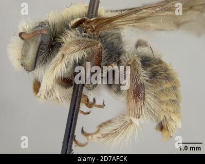 Pinned, Zamorano, Francisco Morazan, Honduras, Exomalopsis nitidicincta Cockerell, 1949, Animalia, Arthropoda, Insecta, Hymenoptera, Apidi Foto Stock