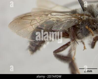 Pinned, Zamorano, Honduras, Francisco Morazan, Honduras, Thygater zamoranica Cockerell, 1949, Animalia, Arthropoda, Insecta, Hymenoptera, Apidi Foto Stock