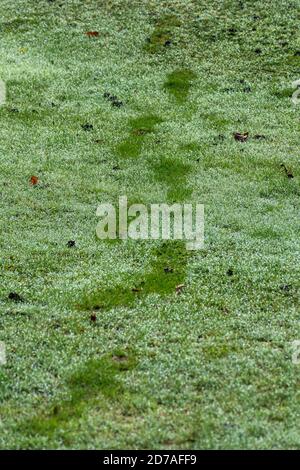 Impronte sull'erba coperta di rugiada in una mattina d'autunno Foto Stock