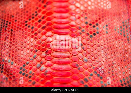 Trendy naturale rosso serpente pelle pitone texture superficie primo piano. Può essere utilizzato per lo sfondo e lo sfondo Foto Stock