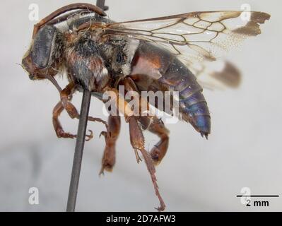 Pinned, Zamorano, Francisco Morazan, Honduras, Exaerete melanura Cockerell, 1949, Animalia, Arthropoda, Insecta, Hymenoptera, Apidi Foto Stock