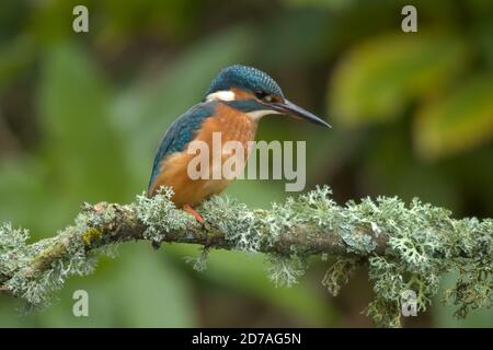 Kingfisher (Alcedo atthis) uccello su un persico, Regno Unito Foto Stock