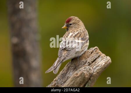 Lesser redpoll (Acanthus cabaret) uccello, specie di finch UK Foto Stock