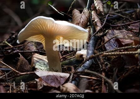 La geotropa di Infundibulicybe, conosciuta anche come imbuto o testa di monaco, è uno sgabello a forma di imbuto ampiamente diffuso in Europa e in Nord America Foto Stock