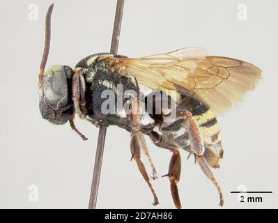 Pinned, Zamorano, Francisco Morazan, Honduras, Triepeolus bilunatus Cockerell, 1949, Animalia, Arthropoda, Insecta, Hymenoptera, Apidi Foto Stock