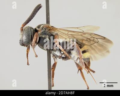 Pinned, Zamorano, Francisco Morazán, Honduras, Triepeolus bilineatus Cockerell, 1949, Animalia, Arthropoda, Insecta, Hymenoptera, Apidi Foto Stock