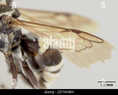 Pinned, Zamorano, Francisco Morazan, Honduras, Epeolus albopictus Cockerell, 1949, Animalia, Arthropoda, Insecta, Hymenoptera, Apidi Foto Stock