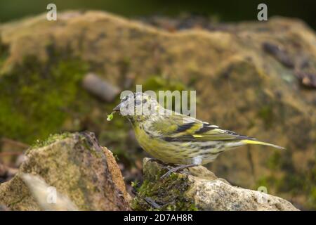 Siskin (Spinus spinus), chiamato anche pelle comune, pelle d'urasia o pelle d'Europa, una femmina di uccello che si nutre Foto Stock