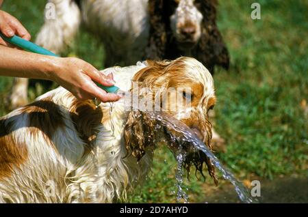 ENGLISH cocker spaniel ACQUA POTABILE Foto Stock