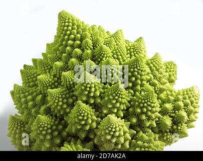 Cavolo broccolo ROMANESCO contro uno sfondo bianco Foto Stock