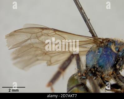 Pinned, Zamorano, Francisco Morazan, Honduras, Augochora semichalcea Cockerell, 1949, Animalia, Arthropoda, Insecta, Hymenoptera, Halictidae Foto Stock