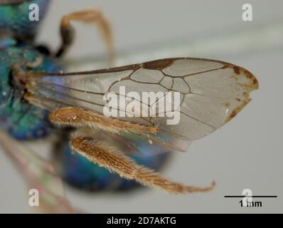 Pinned, lato Windward dell'isola di Saint Vincent, Saint Vincent e Grenadine, Augochora vincentana Cockerell, 1910, Animalia, Arthropoda, Insecta, Hymenoptera, Halictidae Foto Stock