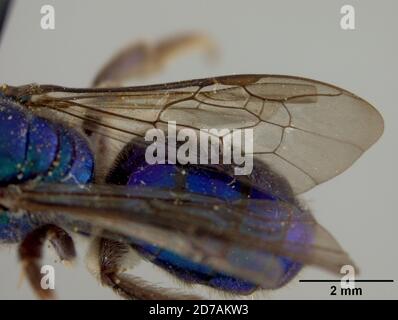 Pinned, Saint Vincent, Saint Vincent e Grenadine, Augochora sanctula Cockerell, 1938, Animalia, Arthropoda, Insecta, Hymenoptera, Halictidae Foto Stock