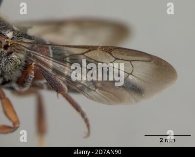 Pinned, Zamorano, Francisco Morazan, Honduras, Coelioxys wilmattae Cockerell, 1949, Animalia, Arthropoda, Insecta, Hymenoptera, Megachilidae Foto Stock