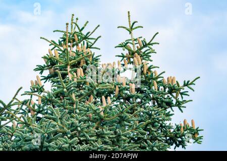 Coni maturi di Abies pinsapo (abete spagnolo), originari della regione spagnola dell'Andalusia Foto Stock