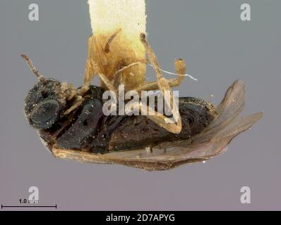 Charter Rovere, Huntingdon, Pennsylvania, Stati Uniti, Acordulecera hicoriae Rohwer, 1917, Animalia, Arthropoda, Insecta, Hymenoptera, Symphyta, Pergidae Foto Stock