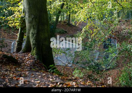 Aylesbury vale, Regno Unito. 20 Ottobre 2020. Lo Studio Legale Leigh Day ha inviato una seconda lettera a HS2 Limited chiedendo loro di interrompere il lavoro a Jones Hill Wood a seguito della scoperta di 'incredibilmente rari' barbastelle pipistrelli negli antichi boschi. HS2 hanno già causato disturbi nei boschi e stanno ora costruendo una strada di accesso ai boschi. Se HS2 continua a lavorare in questi boschi senza la necessaria licenza, potrebbe commettere un reato penale ai sensi del s43 conservazione degli habitat e delle specie regolamento 2017. Credito: Maureen McLean/Alamy Foto Stock