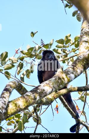 Primate di scimmia cappuccina , nell'area del vulcano Arenal costa rica Centro america Foto Stock