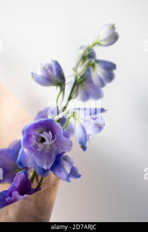 Delphinium, primo piano, azzurro Foto Stock