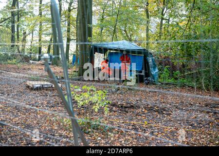 Aylesbury vale, Regno Unito. 20 Ottobre 2020. Lo Studio Legale Leigh Day ha inviato una seconda lettera a HS2 Limited chiedendo loro di interrompere il lavoro a Jones Hill Wood a seguito della scoperta di 'incredibilmente rari' barbastelle pipistrelli negli antichi boschi.HS2 hanno già causato disturbo nei boschi e stanno ora costruendo una strada di accesso nel bosco. Se HS2 continua a lavorare in questi boschi senza la necessaria licenza, potrebbe commettere un reato penale ai sensi del s43 conservazione degli habitat e delle specie regolamento 2017. Credito: Maureen McLean/Alamy Foto Stock