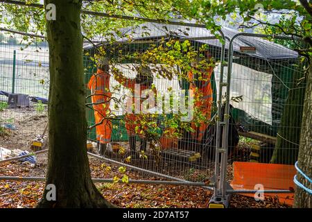 Aylesbury vale, Regno Unito. 20 Ottobre 2020. HS2 guardie di sicurezza nel bosco. Lo Studio Legale Leigh Day ha inviato una seconda lettera a HS2 Limited chiedendo loro di interrompere il lavoro a Jones Hill Wood a seguito della scoperta di 'incredibilmente rari' barbastelle pipistrelli negli antichi boschi. HS2 hanno già causato disturbo nei boschi mettendo in alto recinzioni di sicurezza, tagliando alberi, danneggiando il terreno boschivo e brillando luci di sicurezza notturna in alberi che possono contenere rostici di pipistrelli. Credito: Maureen McLean/Alamy Foto Stock