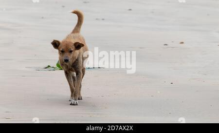 Vagare solitario vecchio miserabile cane passeggiate sulla spiaggia, triste volto scritto la storia della vita del cane. Foto Stock