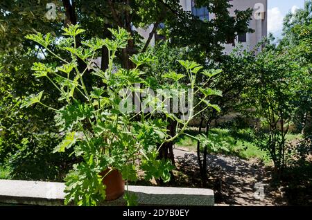 Pelargonio graveolens citronella, geranio fiori con foglie verdi in una pentola, Sofia, Bulgaria Foto Stock
