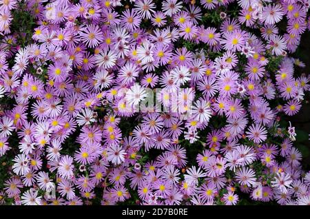 Fiori colorati porpora alpini Aster, Astra autunno o margherite conched insieme fiorendo in un giardino, distretto Drujba, Sofia, Bulgaria Foto Stock