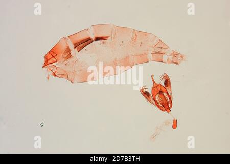 Pinned, San Giovanni, fiume Maroni, Guiana francese, Stenoma demas Busck, 1911, Animalia, Arthropoda, Insecta, Lepidoptera, Glossata, Depressariidae, Stenomatinae Foto Stock