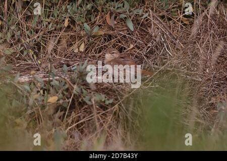 Scrub Robin dalla coda di Rufous che si tramontano sul salmarsh Foto Stock