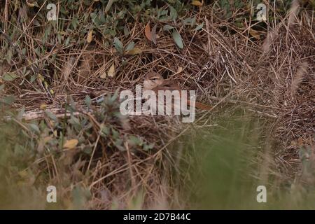 Scrub Robin dalla coda di Rufous che si tramontano sul salmarsh Foto Stock