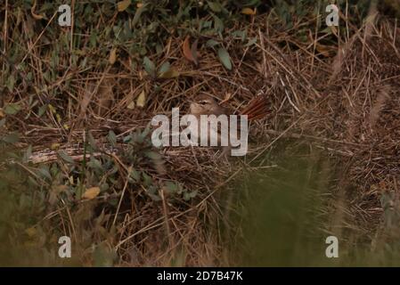 Scrub Robin dalla coda di Rufous che si tramontano sul salmarsh Foto Stock