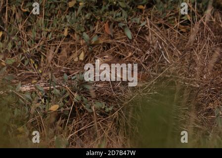 Scrub Robin dalla coda di Rufous che si tramontano sul salmarsh Foto Stock