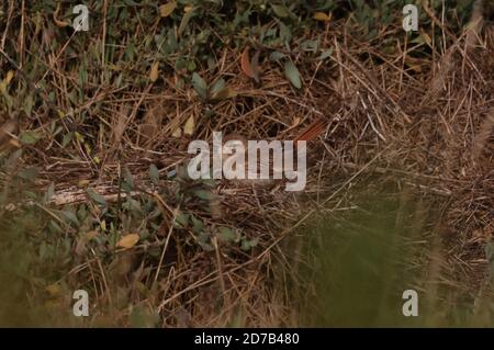 Scrub Robin dalla coda di Rufous che si tramontano sul salmarsh Foto Stock