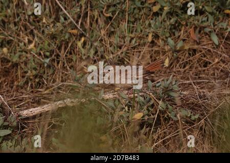 Scrub Robin dalla coda di Rufous che si tramontano sul salmarsh Foto Stock