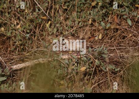 Scrub Robin dalla coda di Rufous che si tramontano sul salmarsh Foto Stock