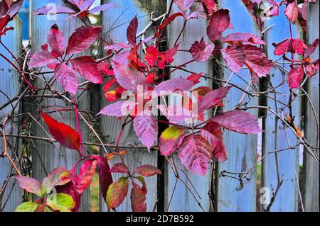 Colorato superriduttore Virginia in autunno che cresce su una recinzione nel 2020. Foto Stock