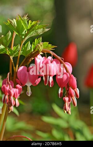 Sanguinamento cardiaco (Dicentra spectabilis) Fiori perenni in un giardino del New England in primavera Foto Stock