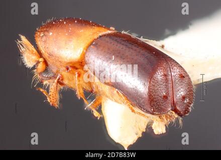 Santa Ana, San Jose, Costa Rica, Monartrum posticum Wood, 1974, Animalia, Arthropoda, Insecta, Coleoptera, Curculionidae, Scolytinae Foto Stock