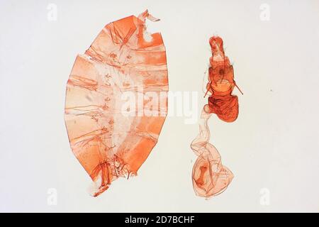 Pinned, San Giovanni, fiume Maroni, Guiana francese, Gonioterma emma Busck, 1911, Animalia, Arthropoda, Insecta, Lepidoptera, Glossata, Depressariidae, Stenomatinae Foto Stock