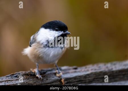 Un chickadee con il tappo nero è visto da vicino, con il dettaglio del viso bianco e nero dell'uccello a fuoco. Foto Stock