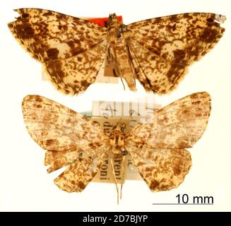 Pinned, St. Laurent du Maroni, Guiana francese, Neofidonia signata Dognin, 1909, Animalia, Arthropoda, Insecta, Lepidoptera, Geometridae, Ennominae Foto Stock