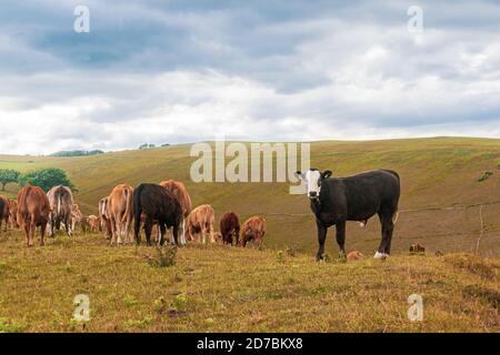 Isolato da branco nero e bianco giovane toro, piccolo toro rimasto dietro e guardato couriously mentre il suo mandria stava camminando via, vasti campi per le mucche a. Foto Stock